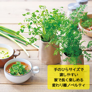 育てるスープ　ちょこっと野菜作りキット(ホウレン草)