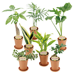 観葉植物ポットミックス