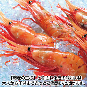 祝　特大お刺身ぼたんえび