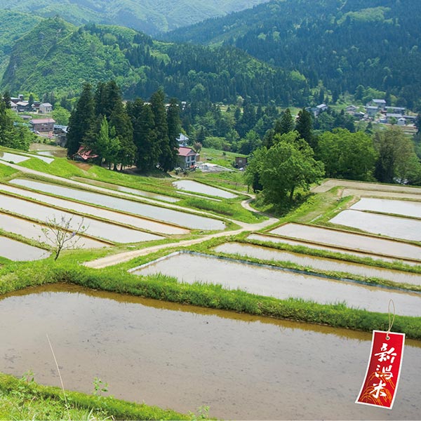 新潟魚沼産こしひかり300g